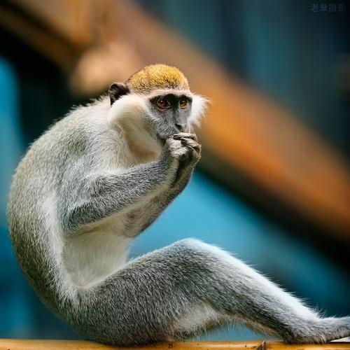 佛教寓言：猴子捡豆子