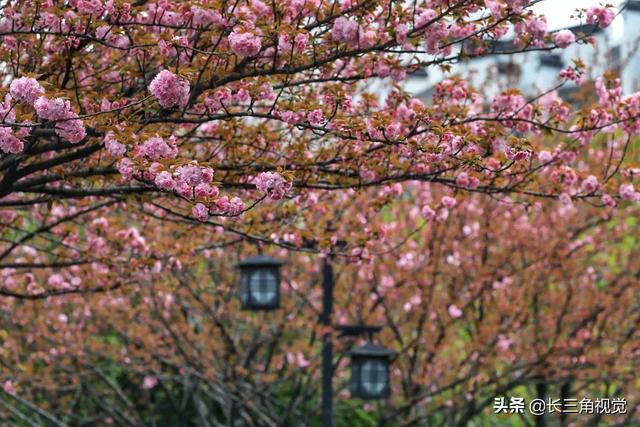 早期的樱花悄然凋零，晚期的樱花继续绽放——关山英和蒲县相英首次登场