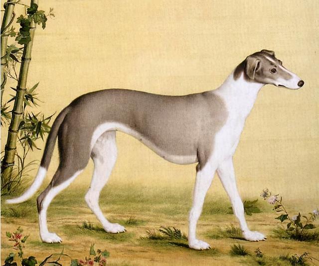 中国神话中五只神犬的能力是什么？