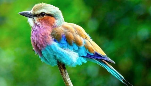 世界上最“佛”的鸟叫“佛僧”。关于那只鸟的名字你说得对