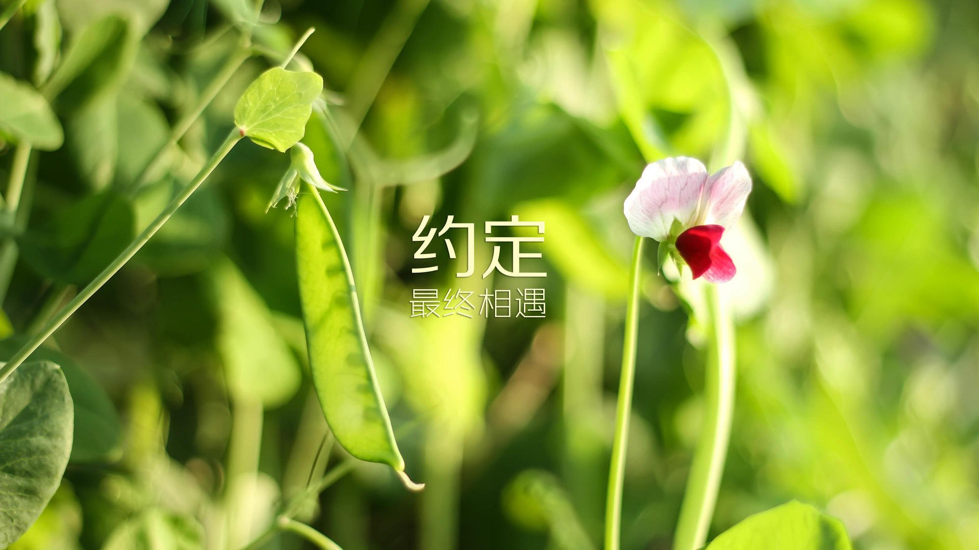 狗年出生的人的命运-狗年的性格与命运