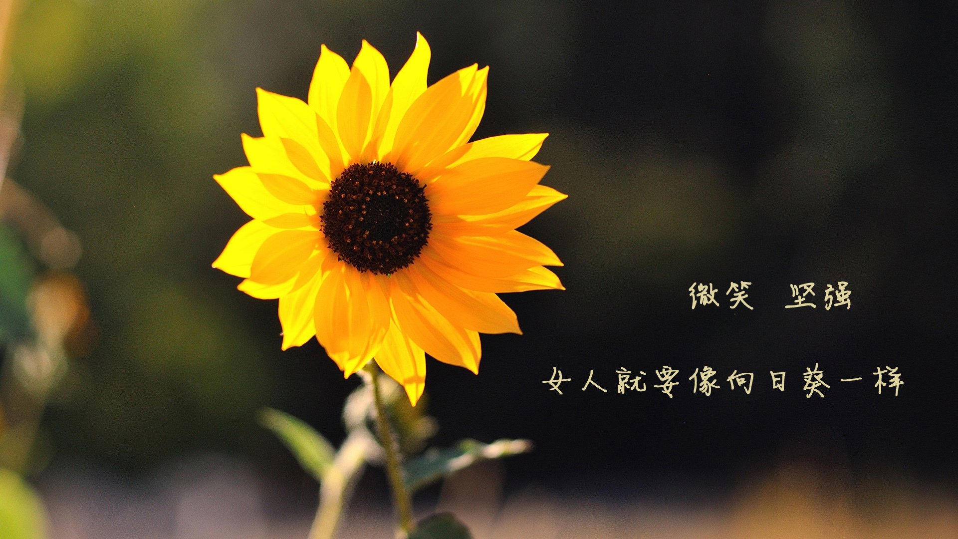 落叶长安电视剧-落叶长安电视剧演员表